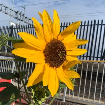 shaheyhira's profile picture. avid tiktok watcher. history of art student.