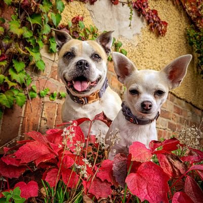 Kleen, süss und zart dazu noch ziemlich stark behaart: HELGA&MONI🐾❤