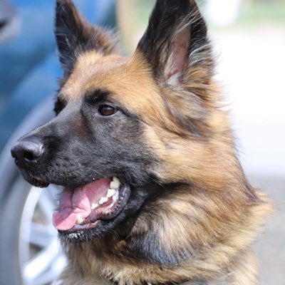 Ace is a licensed Police dog working in Cornwall. This account is not monitored and is not a way to contact the Police.