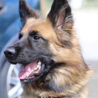 PD Ace(@dcp_pd) 's Twitter Profile Photo