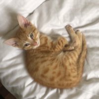 Bubzzz1 (@bubzzz1_) 's Twitter Profile
