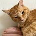 Papaya (furry type) (@lechosacat) Twitter profile photo Papaya (furry type) (@lechosacat) Twitter profile photo