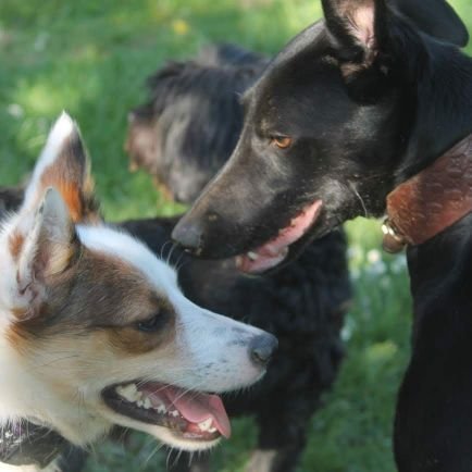 Alles fing an 2007 mit Kattie(+) danach folgte Benjy (+).Heute leben Hope (5Jahre),Nala (4Jahre),Felix (2 Jahre) und Kalle(11 Monate) bei mir.Tierschutzhunde