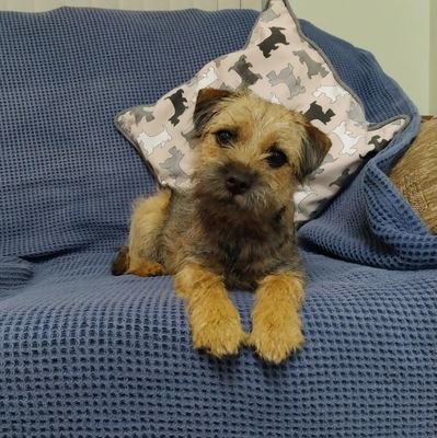 I is a border terrier from Lincoln where I live with my Hoomum and our chicken friends.