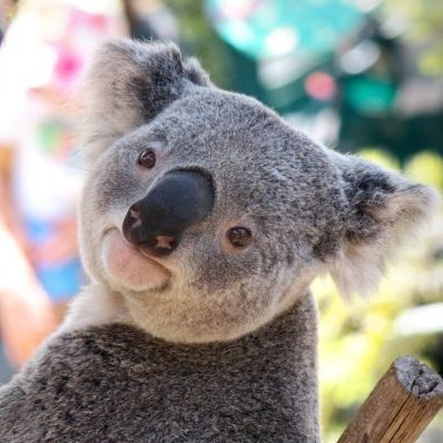 aplosahar's profile picture. @canary_proto | PhD Candidate