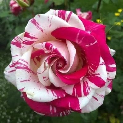 esamafefy33's profile picture. 