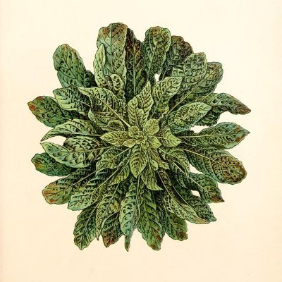 plantythoughts's profile picture. Inspirational thinking about plants and nature