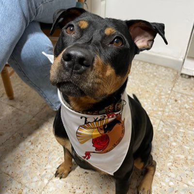 Xarnego. De i del Hospi. A vegades faig ciència. Opinions personals 🔻.