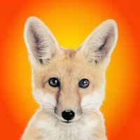 Andre Fuchs (@andrefvchs) 's Twitter Profile Photo Andre Fuchs (@andrefvchs) 's Twitter Profile Photo