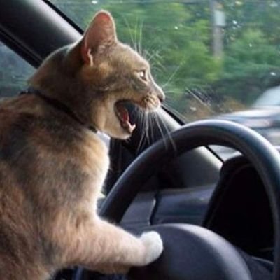 ItzServal's profile picture. ¯\_(ツ)_/¯
Absolute Cat lover.