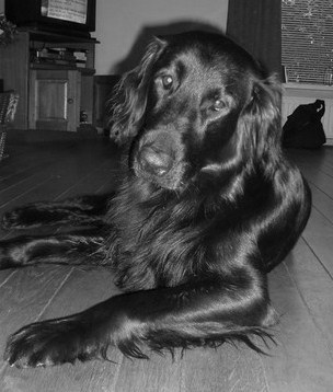 Silas
Hond.
Relatie: Tipsy (L)