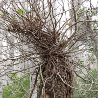The Worm and the Walnut (@wormandwalnut) 's Twitter Profile
