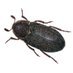 Dermestes maculatus (@burke_beetles) Twitter profile photo Dermestes maculatus (@burke_beetles) Twitter profile photo