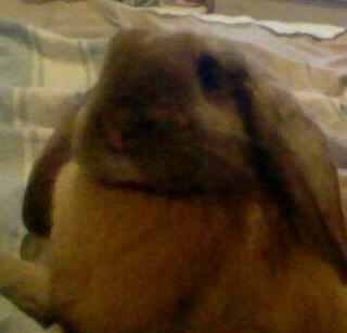 MaxxingtonBunny's profile picture. Female French Floppy Loppy Lagomorph, 8 months old. I love broccoli, crunchy cobs and daddy's socks.
