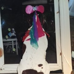 dendeph's profile picture. 