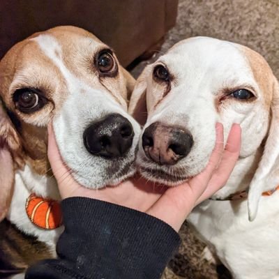 ❤ Jello, a girl beagle from the Columbia-Greene Humane Society in NY! Love watermelon, zoomies and spooning. Account sharesies with my beagle bro Hank ❤