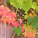 Melody Fair - @fair_melody - Twitter