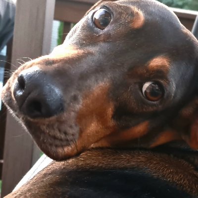 RahnDail's profile picture. 