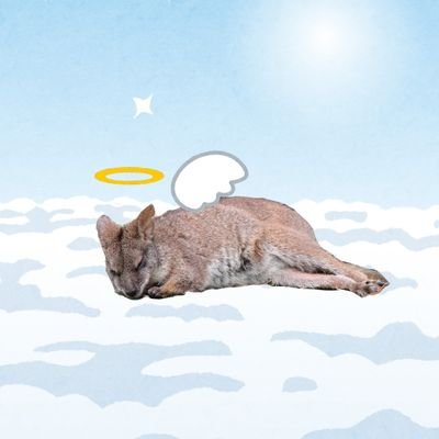 😇🍖こん仔*(ko*)🧔🐻@dwi'n caru MS💙推し💙さんのプロフィール画像