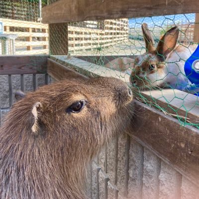 アイコンは、ベリーベリーファーム西脇のバラちゃんとうさぎちゃん🌹ヘッダーは、同じく西脇のバラちゃんとちびーずです🌱🌱  音楽垢@yacochihiro