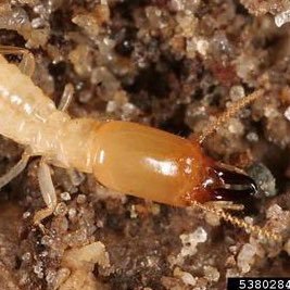 easter subterranean termite - pine wood best wood - will wood fan - termite queen solos your fav - ants dni - #termitetwitter #termitetwt