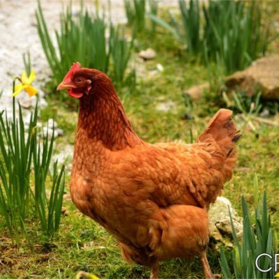 naosecret4s's profile picture. seeeeeem chorar!