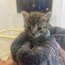 Gatos en adopcion valencia 🇪🇸 (@gatosenadopcio) Twitter profile photo Gatos en adopcion valencia 🇪🇸 (@gatosenadopcio) Twitter profile photo