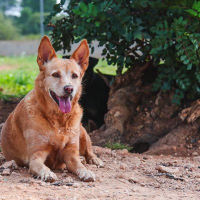 Todos buscan adopción responsable interesados en adoptar o acoger contactar 647069740 o 617575548 https://t.co/gnJx89rfQk