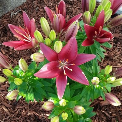 Ammar83680041's profile picture. Life is hard  but you ought to be harder than life.