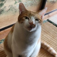 うてどら (@mszkill) 's Twitter Profile