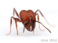 The School of Ants project is a citizen-scientist driven study of the ants that live in urban areas, particularly around homes and schools.