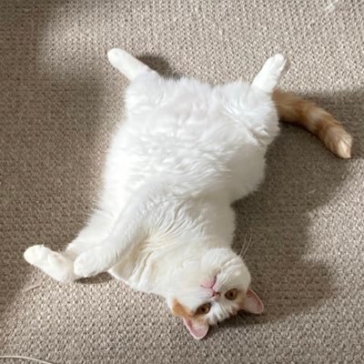 jlu_sway's profile picture. 