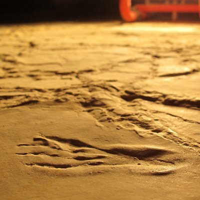 La Plage aux Ptérosaures