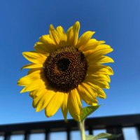 Radio Sunflower International@脳出血からの復帰 (@january2022jp) 's Twitter Profile Photo