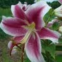 おおともゆりこ (@yurikooofficial) 's Twitter Profile Photo