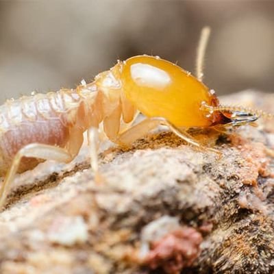 status: mouth full of wood. mood: termite. | bartender at @TerniteClub