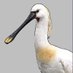Fairburn Ings Bird Group (@fairburnbirders) Twitter profile photo Fairburn Ings Bird Group (@fairburnbirders) Twitter profile photo
