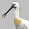 FairburnBirders's profile picture. 