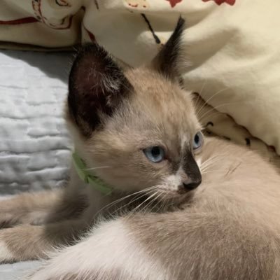 craampyy's profile picture. I will try to avoid those eyes