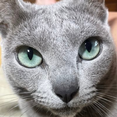 NK45plus's profile picture. 銃コレ 基本深く考えず気ままに呟いてますバナーナ　湧いたのでお守り「武漢肺炎」