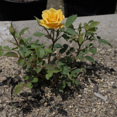 FF_XIV永遠の🔰冒険者
追っかけでDCをまたいで冒険中
何所かで声援を送ってます
原則好きなことを好きな時に好きなだけ
