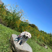 とにょ (@tony20090927) 's Twitter Profile