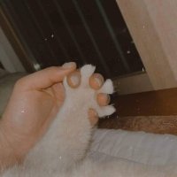 Take Meow Hand(@Take_Meow_Hand) 's Twitter Profile Photo