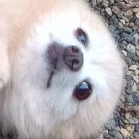 新入社員おじさん (@ryu_abk) Twitter profile photo