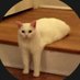 Cyber Kitty (@xcyber_kittyx) Twitter profile photo Cyber Kitty (@xcyber_kittyx) Twitter profile photo