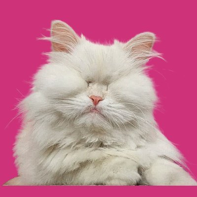 MoetBlindCat Profile Picture