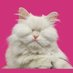Moet the Blind Cat (@MoetBlindCat) Twitter profile photo