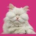 Moet the Blind Cat (@MoetBlindCat) Twitter profile photo Moet the Blind Cat (@MoetBlindCat) Twitter profile photo