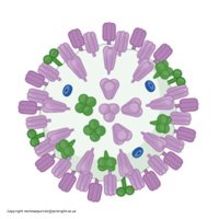 Avian Influenza @ Iqbal Lab (@influenza_avian) 's Twitter Profile