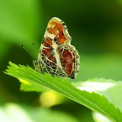 昆虫採集、昆虫標本などを中心に活動している学生です。
初心者鱗翅屋です
RT、引リツ、リプなどご自由にどうぞ。
DMは基本スルーですのでよろしくお願いいたします。